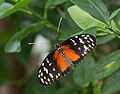 Tiger Longwing Dorsal view