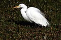 Egret