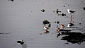 Waders and stilts at Basai