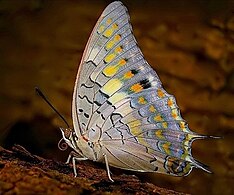 On Millettia pinnata at Mahim Nature Park in Mumbai, India