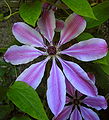 Clematis Mrs Cholmondeley 30 May 09