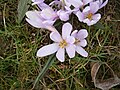 Colchicum hungaricum close-up