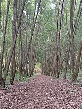 Cycling Trail at Turahalli Forest