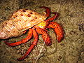 Dardanus crab