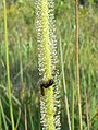 Part of a thread-leaved sundew, Drosera filiformis tracyi, with captured insect.