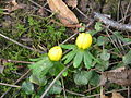 Eranthis hyemalis buds