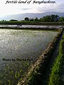 Fertile land of Banghushree.