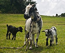 A female and two kids