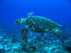 Hawksbill turtle at the "Black Hills" dive site