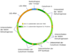 Illustration of mitochondrial DNA