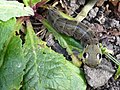 Eye markings of the larva