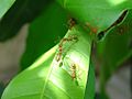 Weaver ants (Oecophylla smaragdina) on a leaf nest (Viet Nam)