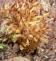 Orobanche fasciculata