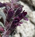 Flowers of Penstemon kingii