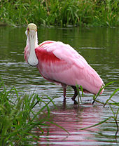 Large pink bird.