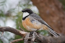 Rufous whistler