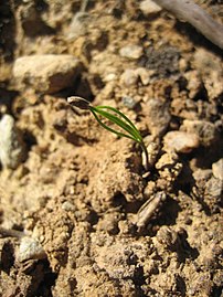 A few-days-old Scots pine seedling, the seed still protecting the cotyledons
