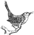 Wren (PSF).png