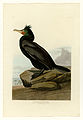 257. Double-crested Cormorant