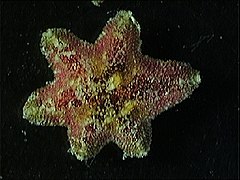 Regenerated specimen, with an irregular shape