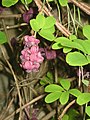 Akebia quinata male flowers