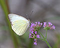 Great Southern White