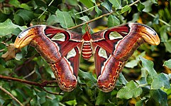 Atlas moth (Attacus atlas)