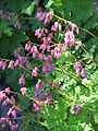 Dicentra formosa