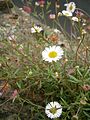 Erigeron karvinskianus