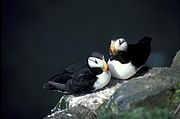 A breeding pair of puffins on a rocky ledge.