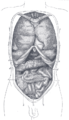 Front view of the thoracic and abdominal viscera. a. Median plane. b. Lateral planes. c. Trans tubercular plane. d. Subcostal plane. e. Transpyloric plane.