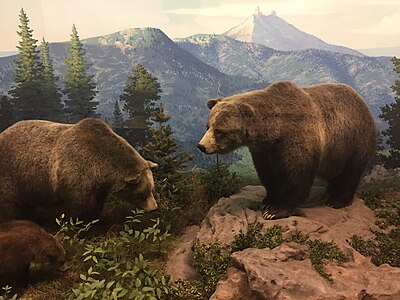 Diorama featuring Grizzly bears at Chimney Rock; Grizzlies have not been extant in Colorado since 1979