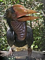 The uniquely long-tailed helmeted hornbill is commonly placed in its own genus, though some place it in Buceros