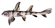 Zebra bullhead shark, Heterodontus zebra