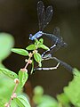 Ovipositing