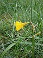 Narcissus bulbocodium close-up