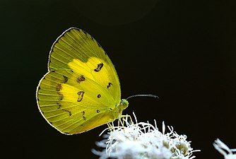 Ventral view