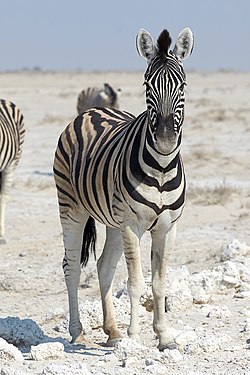 Plains zebra (equus quagga) near Okaukuejo, Etosha, Namibia