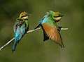 Rainbow bee-eater at Dayboro, SE Queensland, Australia