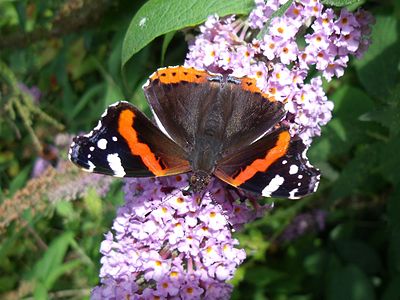 在访花的优红蛱蝶 Vanessa atalanta