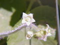 Male flower