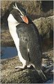 Snares Penguin Eudyptes robustus