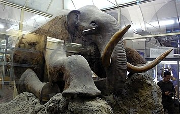 The only mounted mammoth in the world[citation needed]