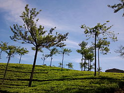 Tea plantations at Kumily