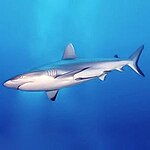 Countershaded grey reef shark, Carcharhinus amblyrhynchos