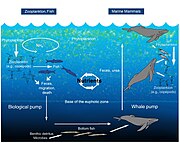 Diagram of the nutrient cycle