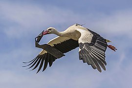 White stork (Ciconia ciconia) in flight with transmitter