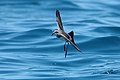 White-faced storm-petrel