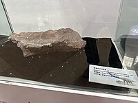 中加马门溪龙化石