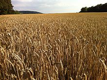 Field in Deggendorf, Germany